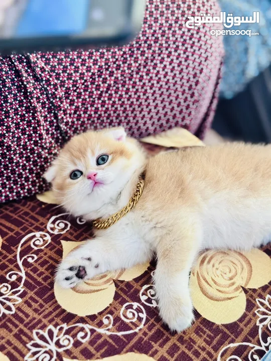 كيتن جولدن بيور