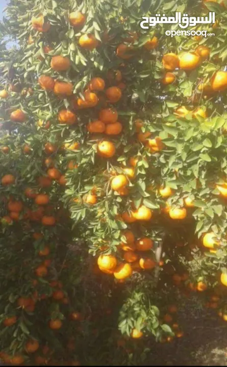 مزرعه مثمره للبيع