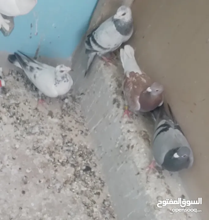 4 طيور  بسعر 5 ليرات