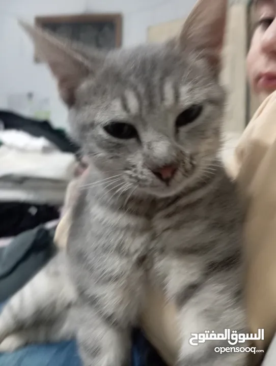 توبي كات (بندق) قط جميل جدا وأليف the best cat i have ever seen and i loke it