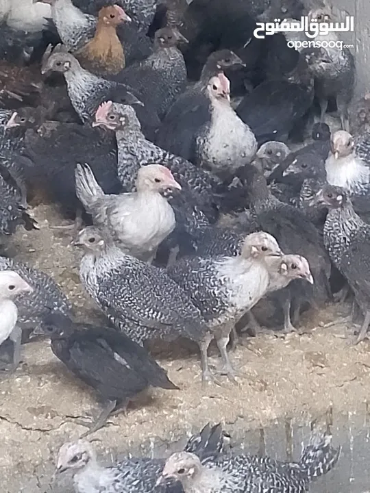 فرخات دجاج عمر شهر ونص