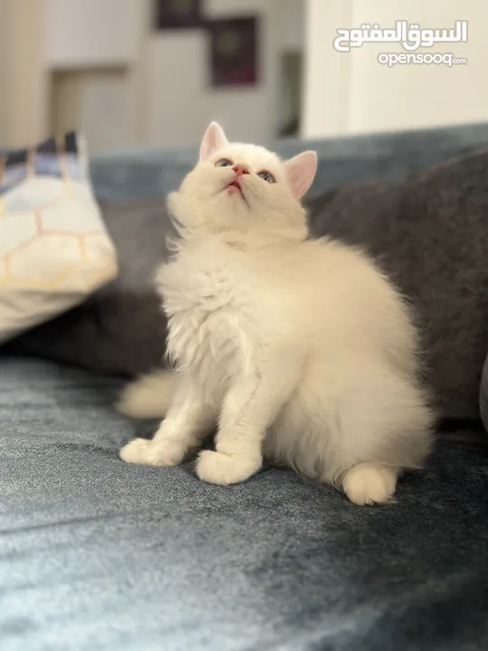 Pue Persian kittens looking for their forever homes