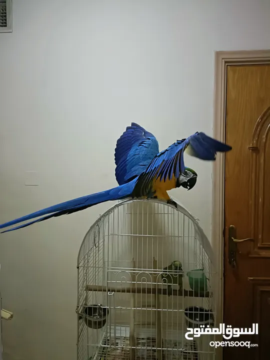 FULLY TAMED AND TALKING MACAW