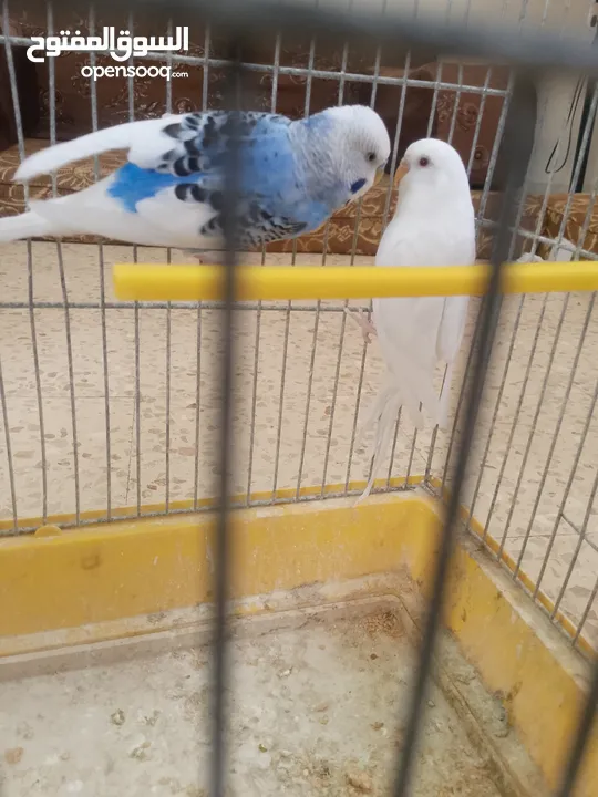 طيور حب مشكلات