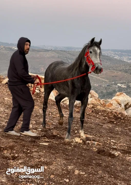 مهره عربيه