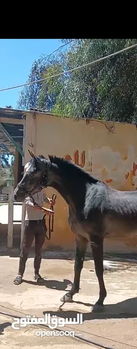 حصان عمر 3 سنوات للبيع