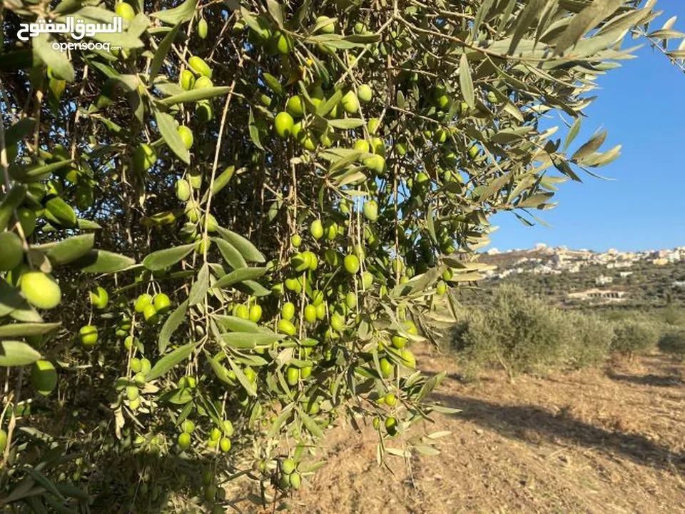 2دونم للبيع في كفرراعي (جنين)