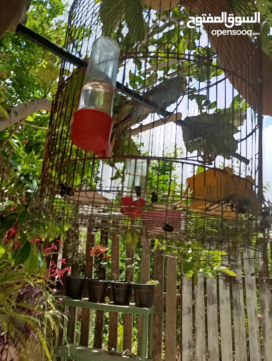 خدمات تقليم اشجار وتنسيق خدائق