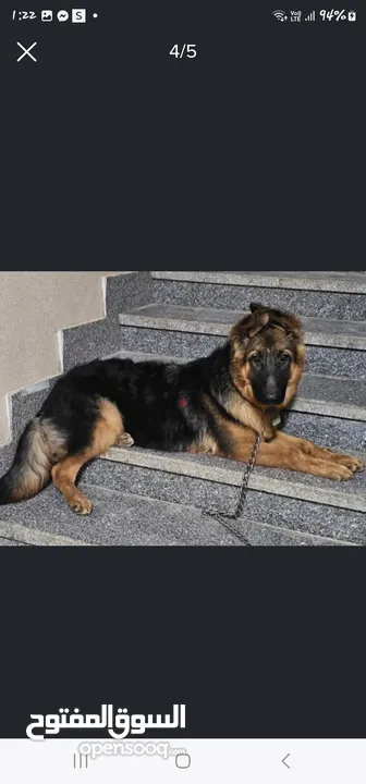 German shepherd female 7 months