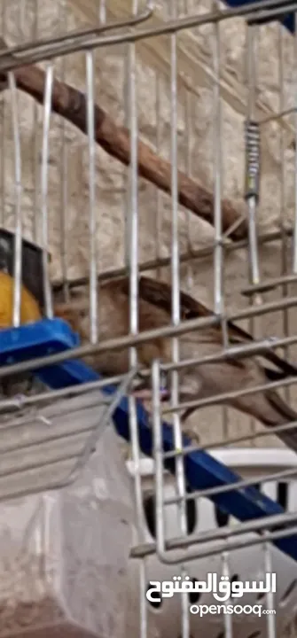 مطلوب ذكر كناري للبدل على بندوق كناري  مطلوب انثى حب جاهزة  للتفاصيل ارسل واتس اب ع الرقم