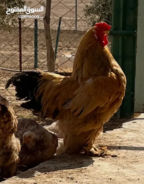 للبيع -ديوك (براهيمي )حجم كبير وفخم بسعر ولا بالخيال الواحد 20دينار والكوم 50 الحق حالك