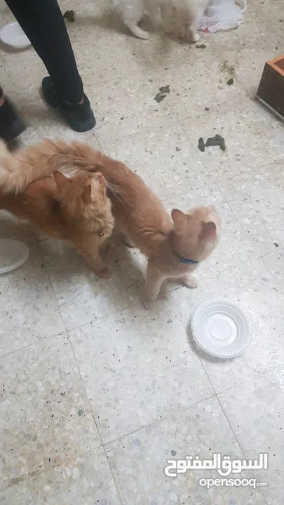 بيع قطط شيرازي