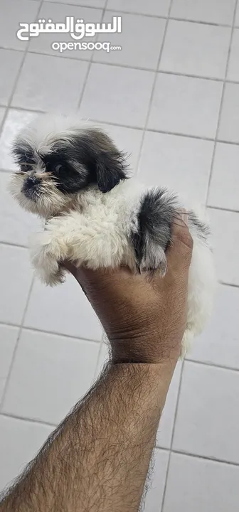 shih tzu male and females  47 days