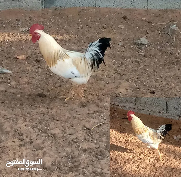 ثلاثه فراريج عربيه