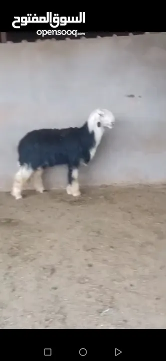 خروف نجدي نخب