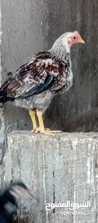 صوص بلدي للبيع