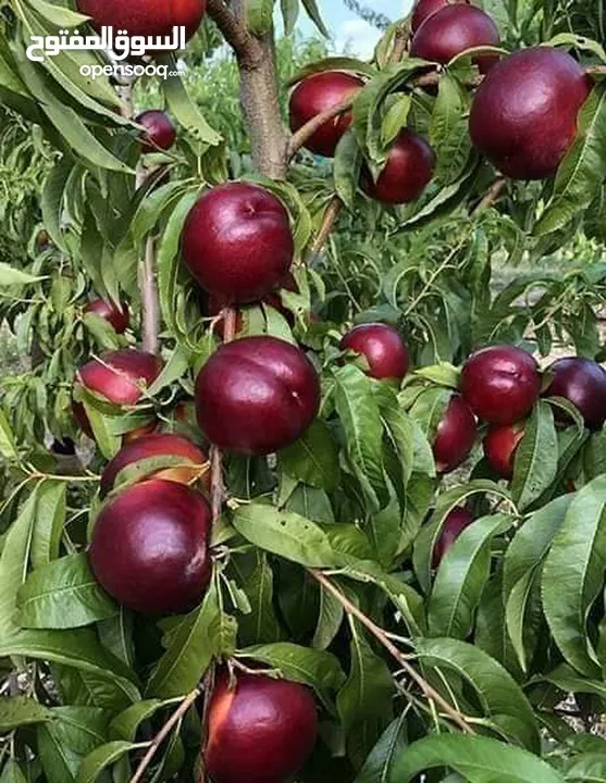 مشاتل المملكة الزراعية لتنسيق الحدائق