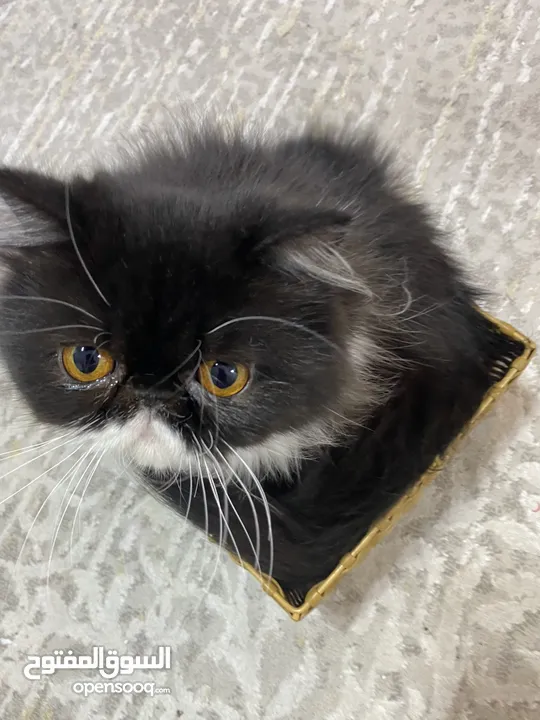 قطة أنثى بيكي فيس باندا أصول روسية للبيع