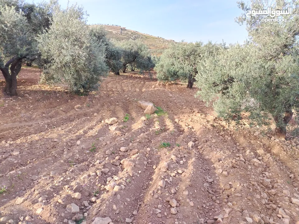 مزرعة زيتون ملوكية اطلالة ع الغرب و جبال فلسطين ع ثلاث شوراع قرب شارع الستين ثغرة السلطان