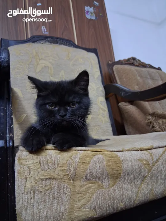 قططط من نوع سيامي ذكر و انثى
