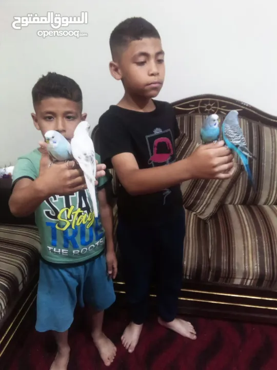 متاح جوزين  حب  كلهم اليفات كلهم جواز شغالة جواز نخب للبيع اقرء الوصف