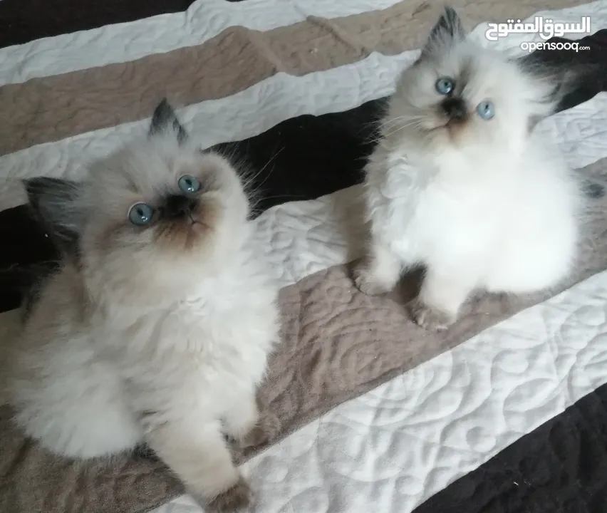 ragdoll seal point mitted pure