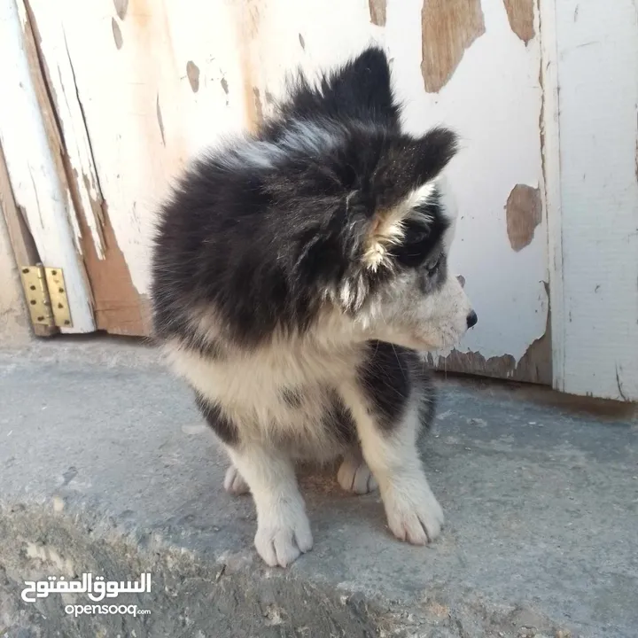 جرو هاسكي عمرو شهرين ونص معو دفتر مطاعيم