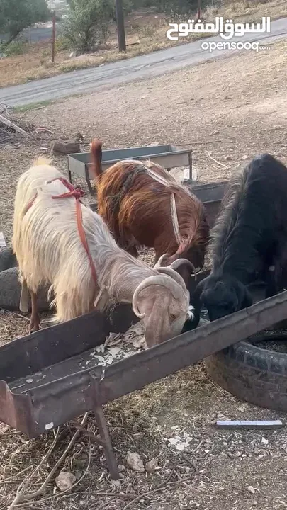 ثلاث معزا للبيع