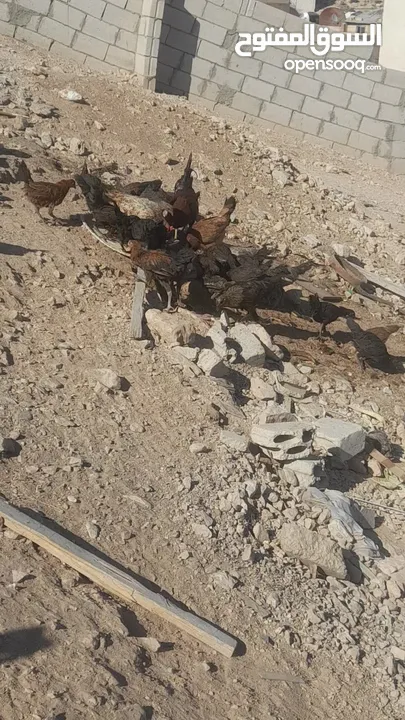 فرخات بلدي