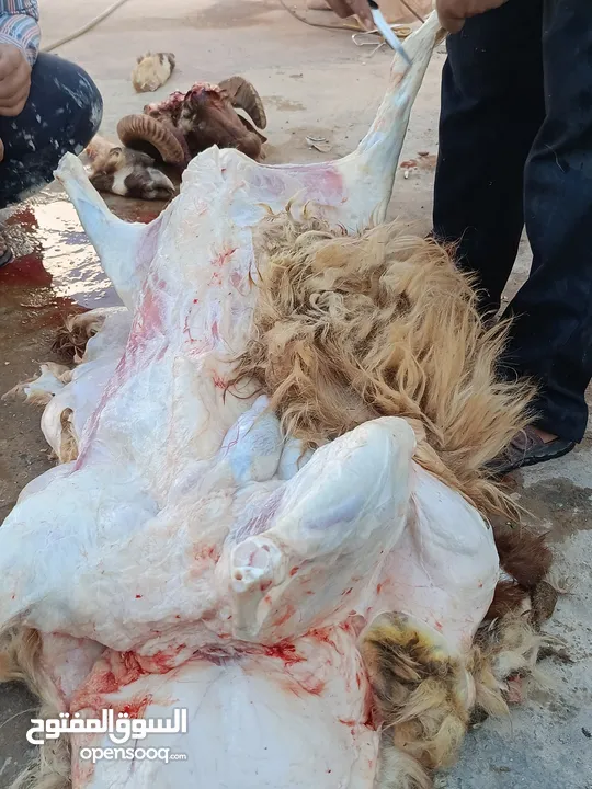 لحام منزلي متنقل لذبح كافة الاضاحي والعقائق والنذور