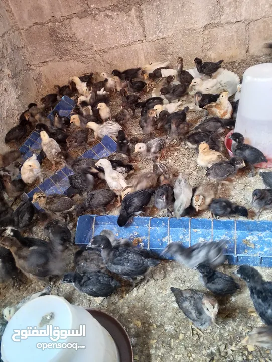 صوص بلدي  بناديق بكستاني  صحه ونضافه