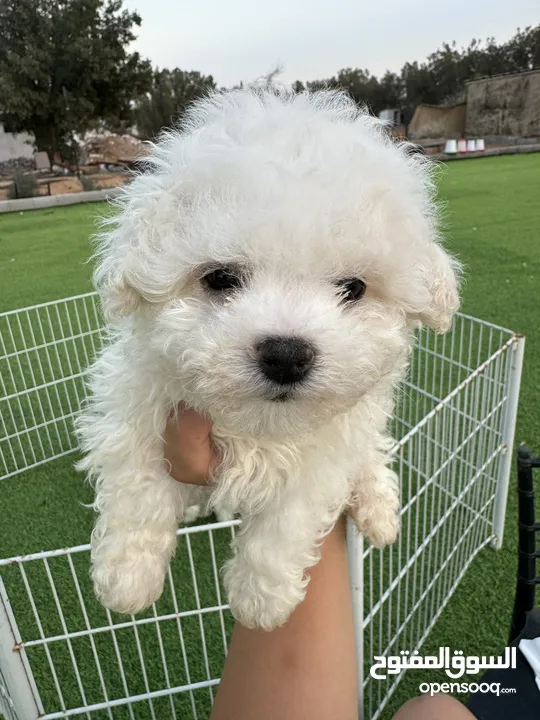 bichon frise puppy