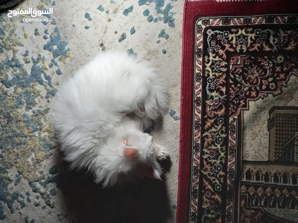 6 month old persian kitten full white male