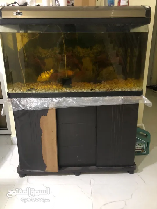 Aquarium and fish for sale
