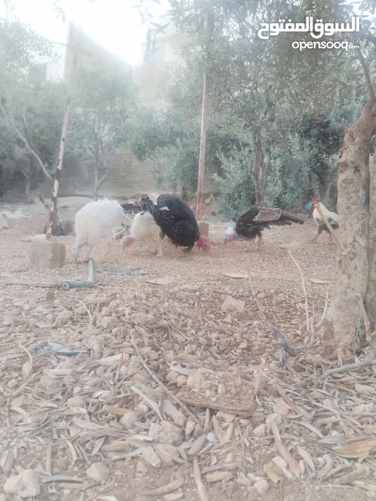 حبش ودجاج للبيع