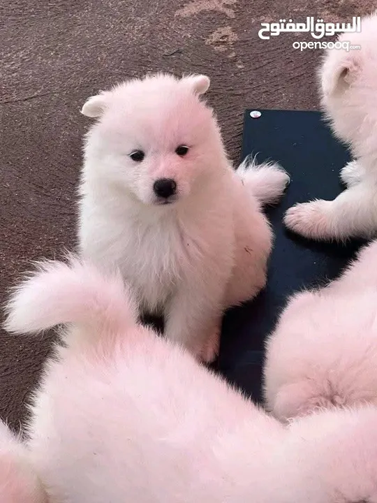 samoyed puppy