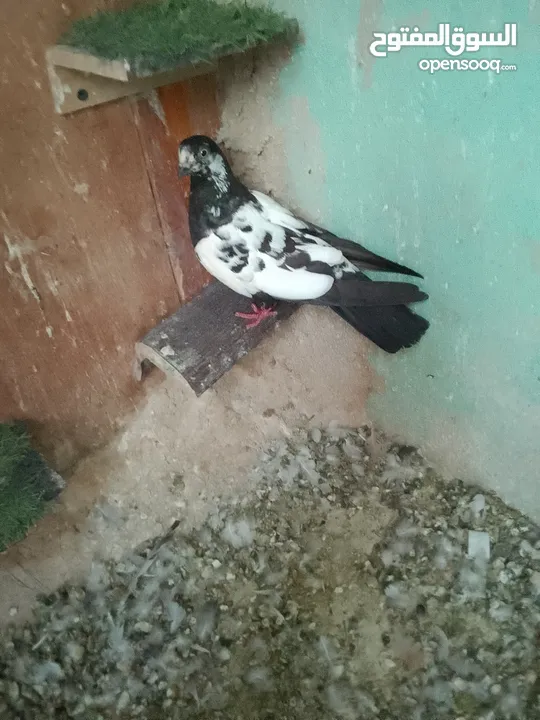 طيره اول خيرها