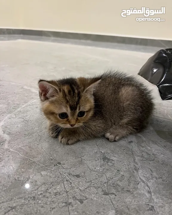 British shorthair (female) kitten