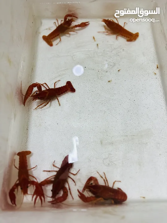 Lobster breeding pairs