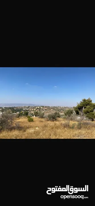 قطعت ارض في أم جوزه دنم و 23 متر (قابل  للتفاوض)موقع رائع الحجر مستورد من نابلس و انبا في 1950