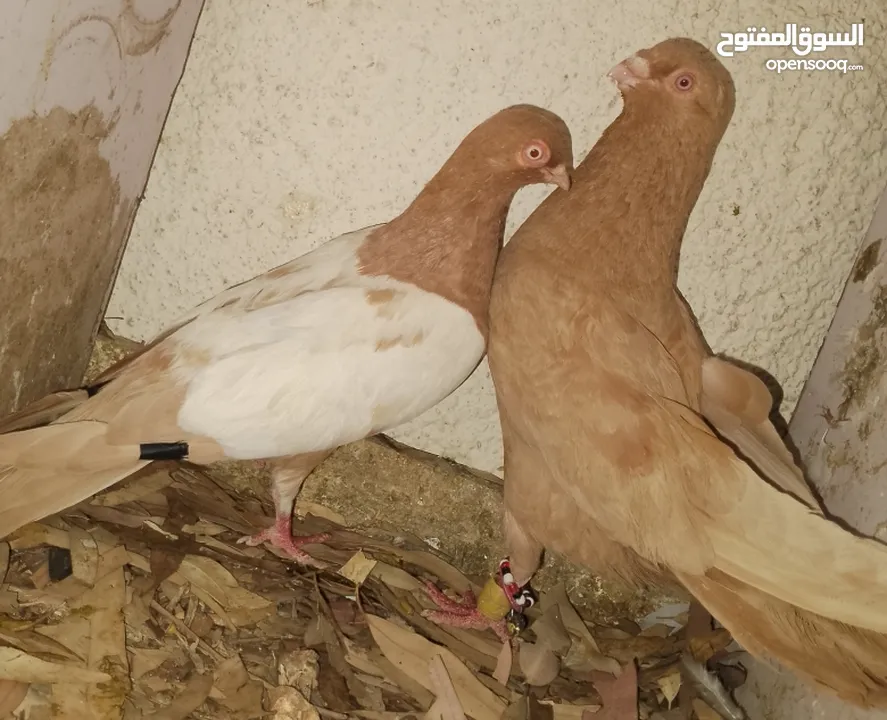 حمام جواز بصلات على نبي الحبه ب دينارين واغلبو تحتيو فراخ وبيض