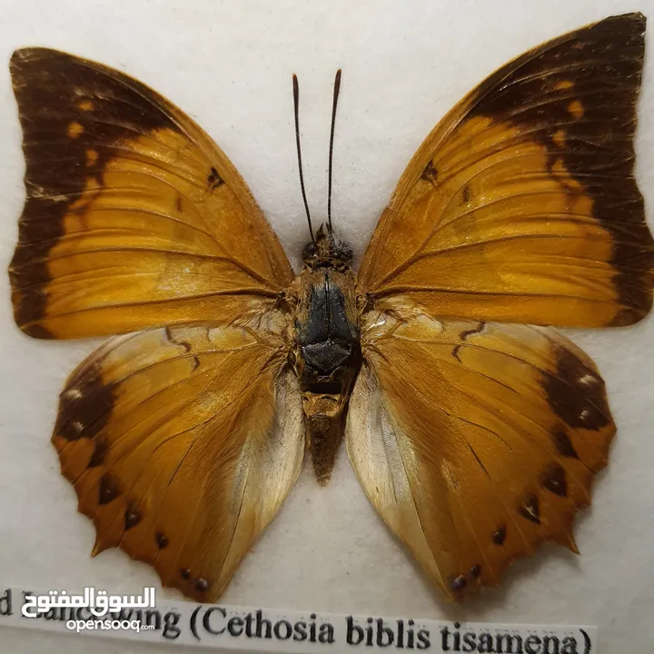 فراشة Red lacewing (cethosia biblis tisamena) محنطة للبيع