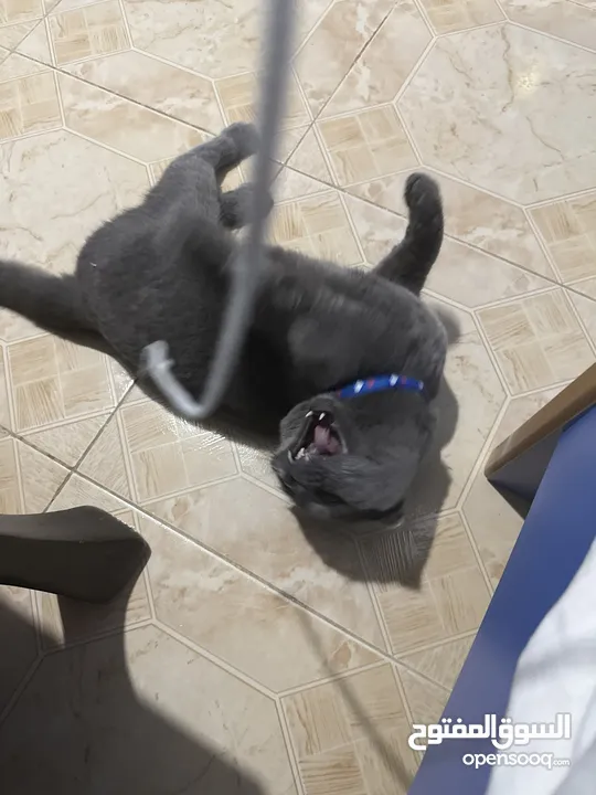 قط Scottish Fold للبيع بسعر مميز