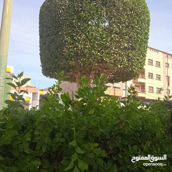 التقوى لتنسيق الحدائق