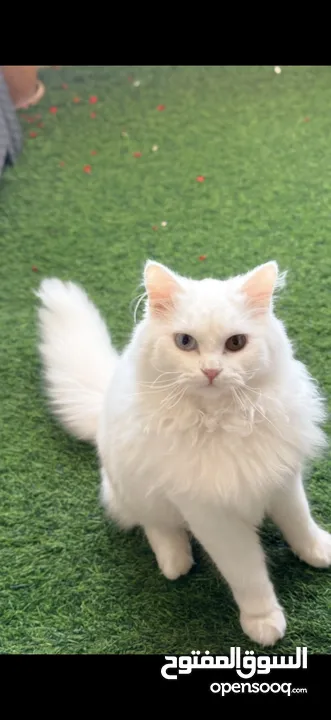 قطه نوع شيرازي