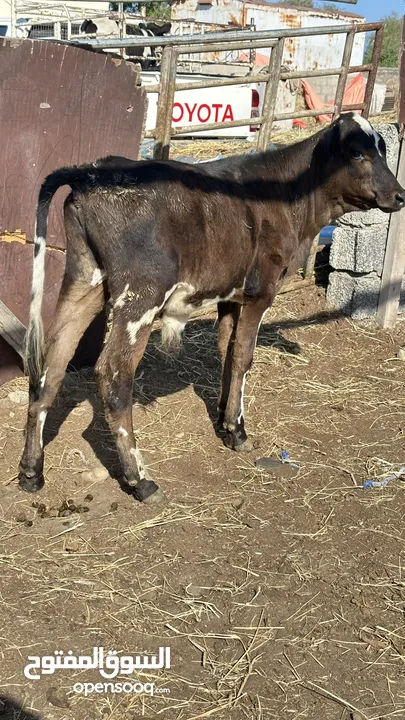 عجاله مهجنات نمساوي ماشاءالله أمورهن طيبه ويروز في الأكل