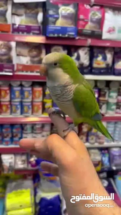 كويكر الراهب ببغاء أسطورة (طائر أوروبا المدلل) اليف متكلم هدد راقص لعوب متفاعل تابع الوصف