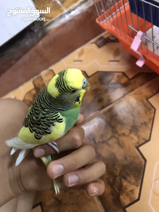 فحل حب شبه الف سعر مغري جدااا