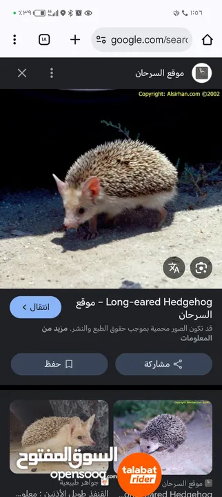 موجود قنفذ للبيع