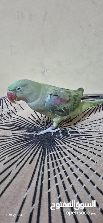 متوة نثية نيبالية أليفة ومتكلمة